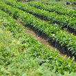 Load image into Gallery viewer, B:ホンジュラス サトルニーニョ Honduras Saturnino