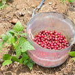 Load image into Gallery viewer, B:ホンジュラス サトルニーニョ Honduras Saturnino