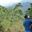 Load image into Gallery viewer, B:ホンジュラス サトルニーニョ Honduras Saturnino