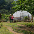 Load image into Gallery viewer, B:ホンジュラス サトルニーニョ Honduras Saturnino