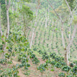 Load image into Gallery viewer, D:ニカラグア モンテリバノ Nicaragua Monte Livano