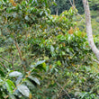 Load image into Gallery viewer, D:ニカラグア モンテリバノ Nicaragua Monte Livano