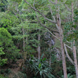 Load image into Gallery viewer, D:ニカラグア モンテリバノ Nicaragua Monte Livano