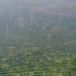 Load image into Gallery viewer, D:Honduras Cruz grande