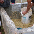 Load image into Gallery viewer, D:Honduras Cruz grande