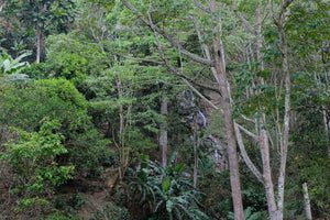 C：ニカラグア モンテリバノ アナエロビック　Nicaragua Monte Livano AnaerobicNatural