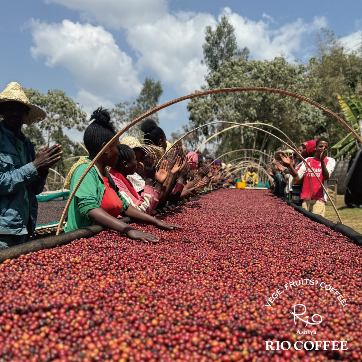 【NEW】A：Ethiopia Sidamo Bombe