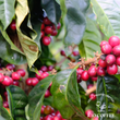 Load image into Gallery viewer, 【NEW】B：Honduras Juan Contreras Ethiopia Washed
