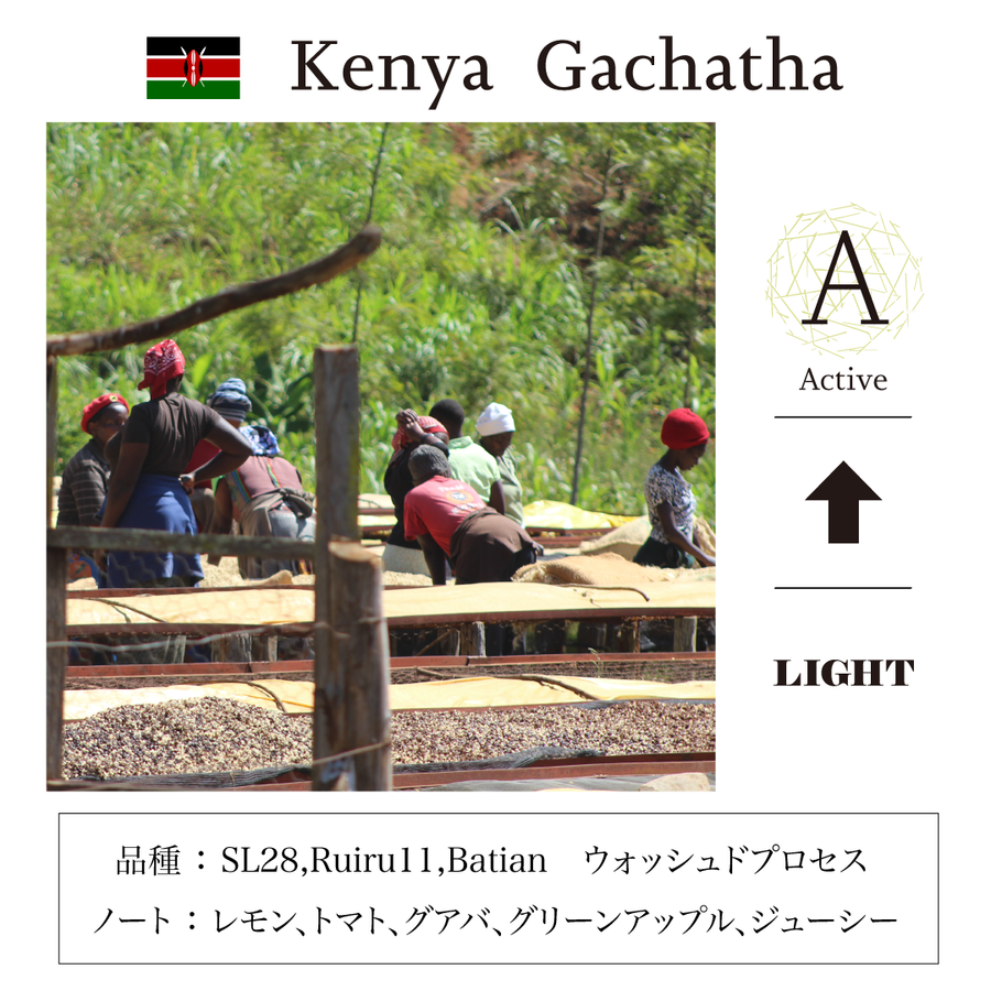 A：ケニア ガチャサ　Kenya  Gachatha